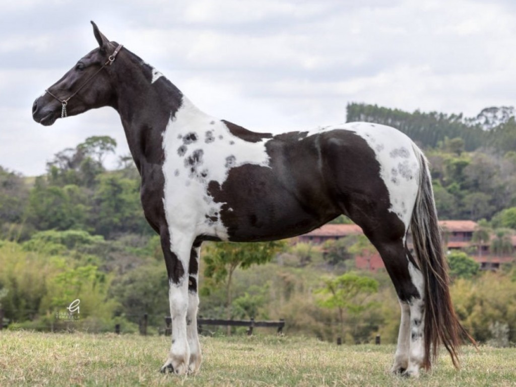 LOTE 06 A  ZORRO DO ZEL (LEILÃO ELITE NACIONAL PAMPA - ADULTOS