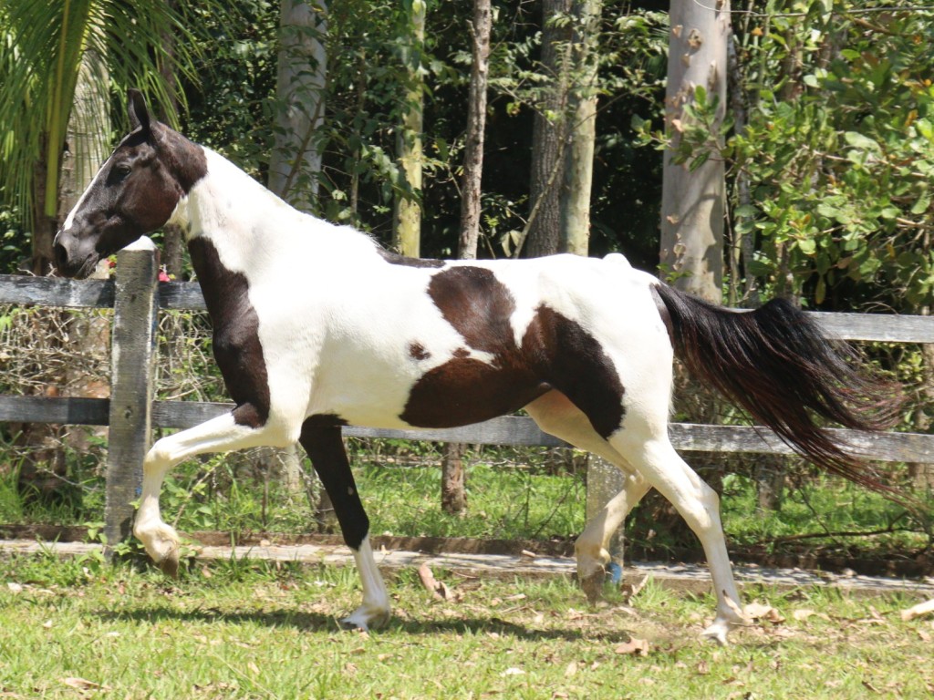 LOTE 06 A  ZORRO DO ZEL (LEILÃO ELITE NACIONAL PAMPA - ADULTOS