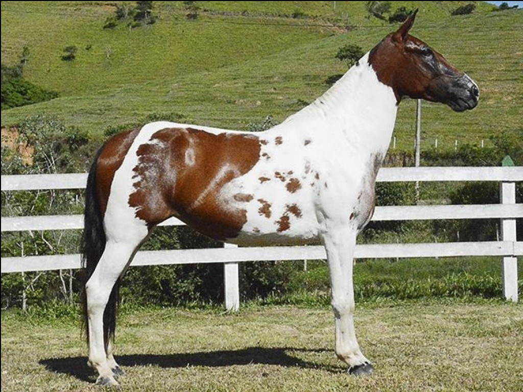 LOTE 06 A  ZORRO DO ZEL (LEILÃO ELITE NACIONAL PAMPA - ADULTOS