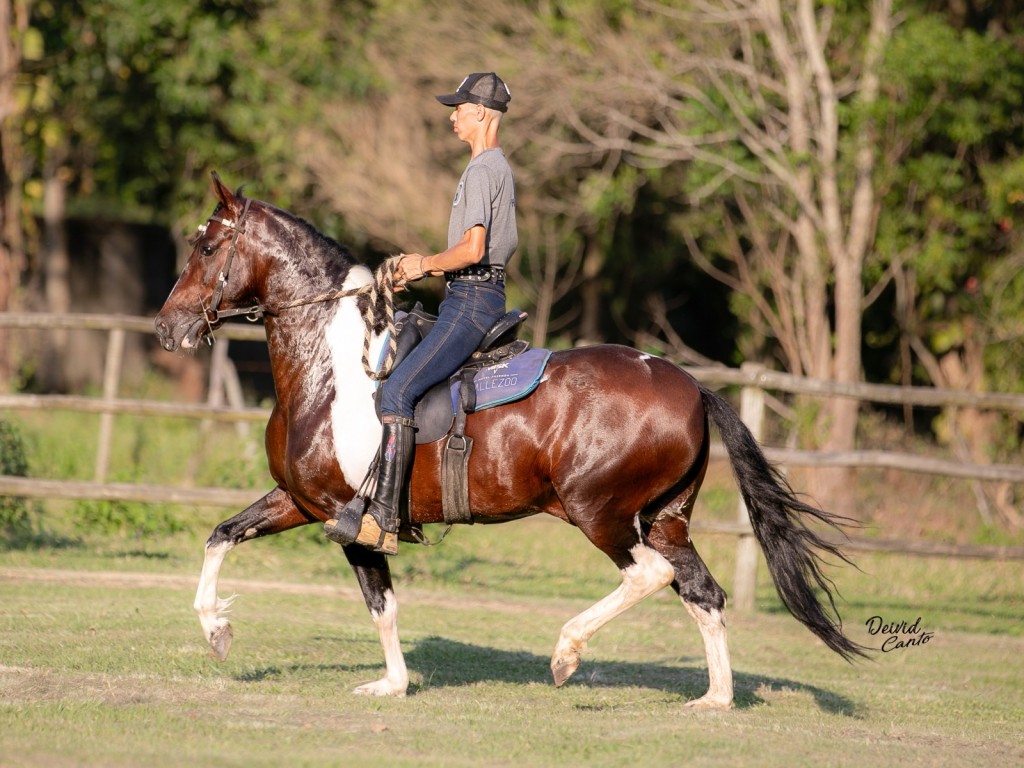 LOTE 06 A  ZORRO DO ZEL (LEILÃO ELITE NACIONAL PAMPA - ADULTOS