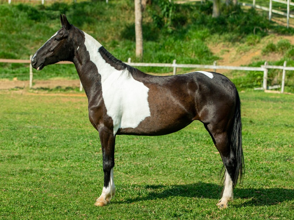 LOTE 06 A  ZORRO DO ZEL (LEILÃO ELITE NACIONAL PAMPA - ADULTOS