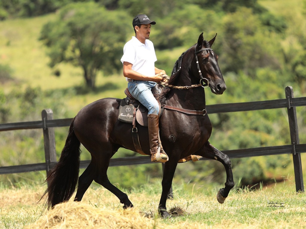 LOTE 06 A  ZORRO DO ZEL (LEILÃO ELITE NACIONAL PAMPA - ADULTOS