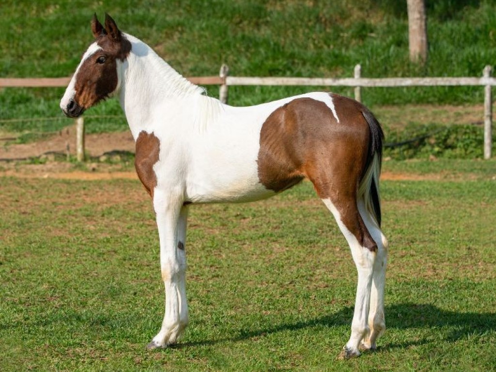 LOTE 06 A  ZORRO DO ZEL (LEILÃO ELITE NACIONAL PAMPA - ADULTOS