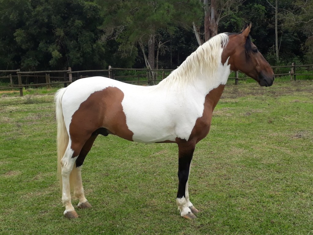 LOTE 06 A  ZORRO DO ZEL (LEILÃO ELITE NACIONAL PAMPA - ADULTOS