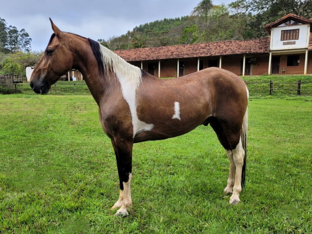 LOTE 06 A  ZORRO DO ZEL (LEILÃO ELITE NACIONAL PAMPA - ADULTOS