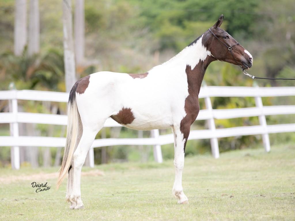 LOTE 06 A  ZORRO DO ZEL (LEILÃO ELITE NACIONAL PAMPA - ADULTOS