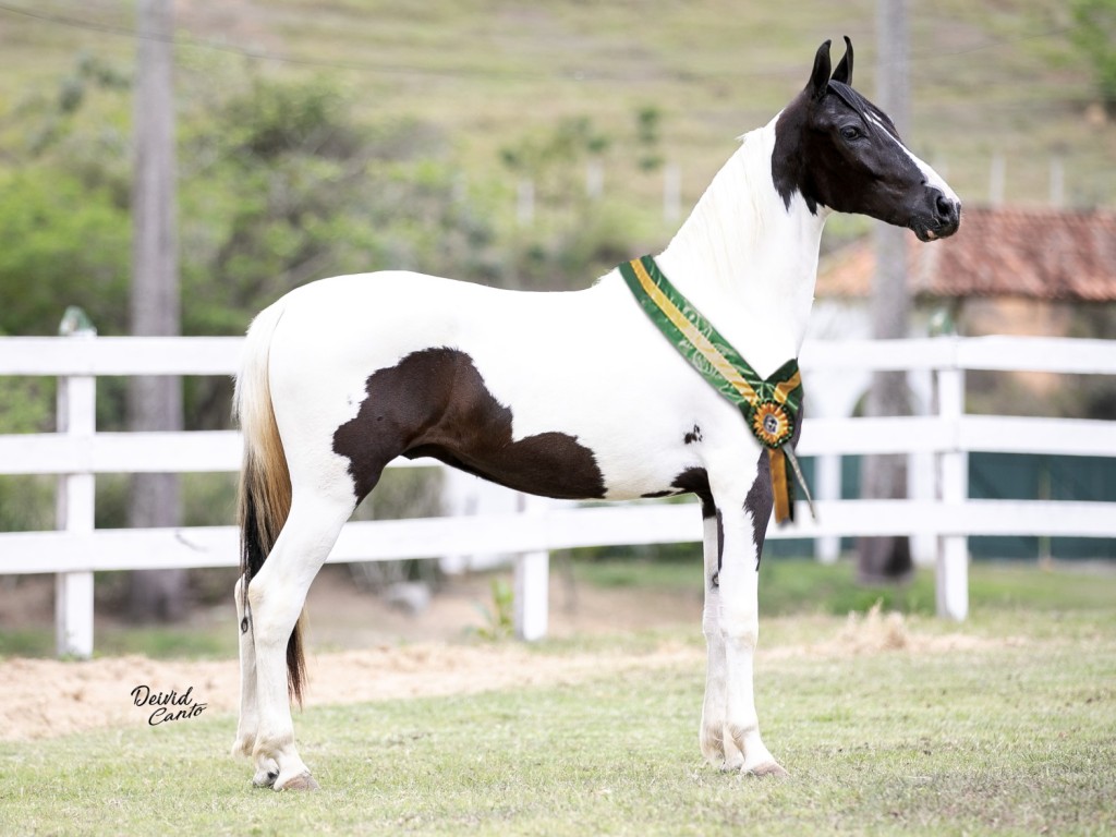 LOTE 06 A  ZORRO DO ZEL (LEILÃO ELITE NACIONAL PAMPA - ADULTOS