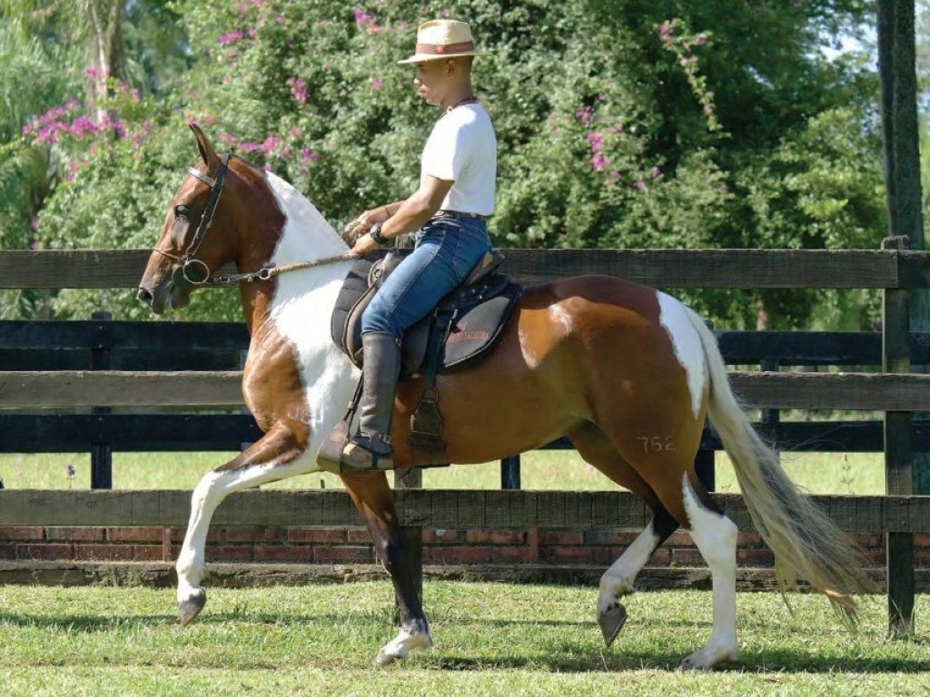 LOTE 06 A  ZORRO DO ZEL (LEILÃO ELITE NACIONAL PAMPA - ADULTOS