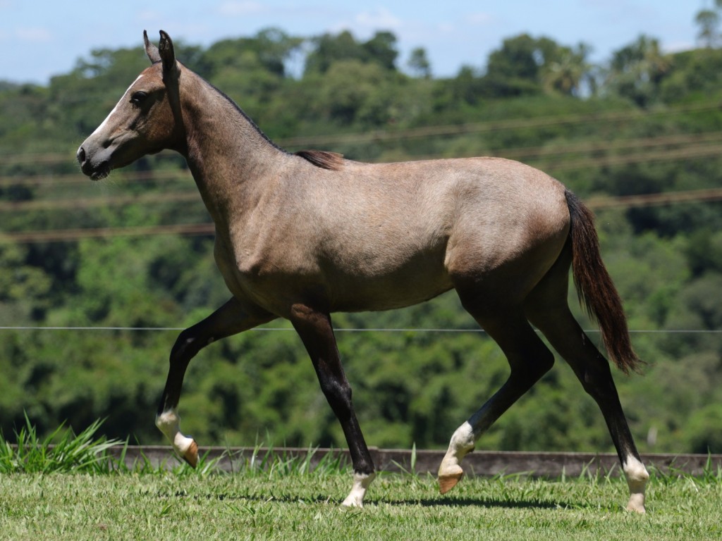 LOTE 09 | MARICOTA BOA FÉ DO NOVO MILÊNIO (III LEILÃO VIRTUAL HARAS BOA FÉ  E CONVIDADOS) - Canal Business