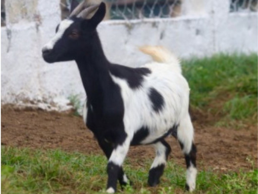 Foto