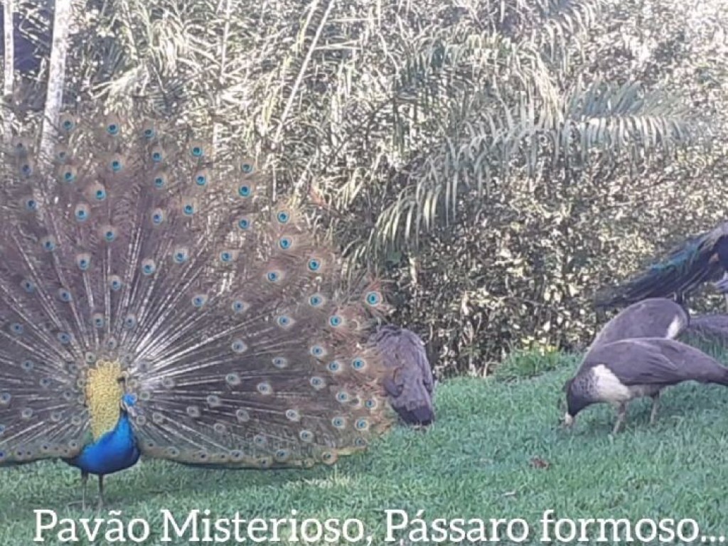 Classificados