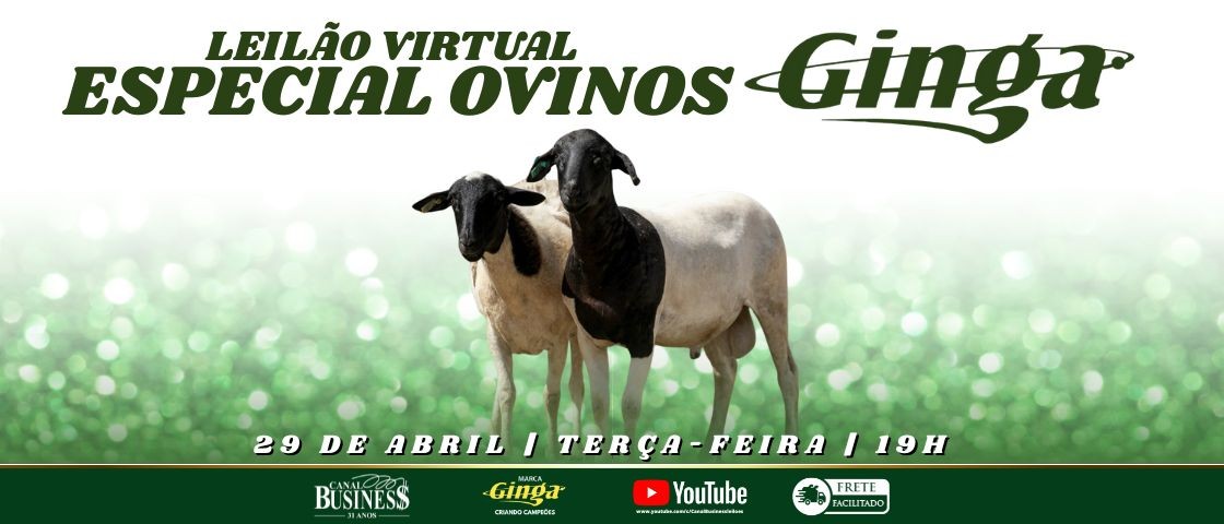 Slide LEILÃO VIRTUAL ESPECIAL OVINOS GINGA