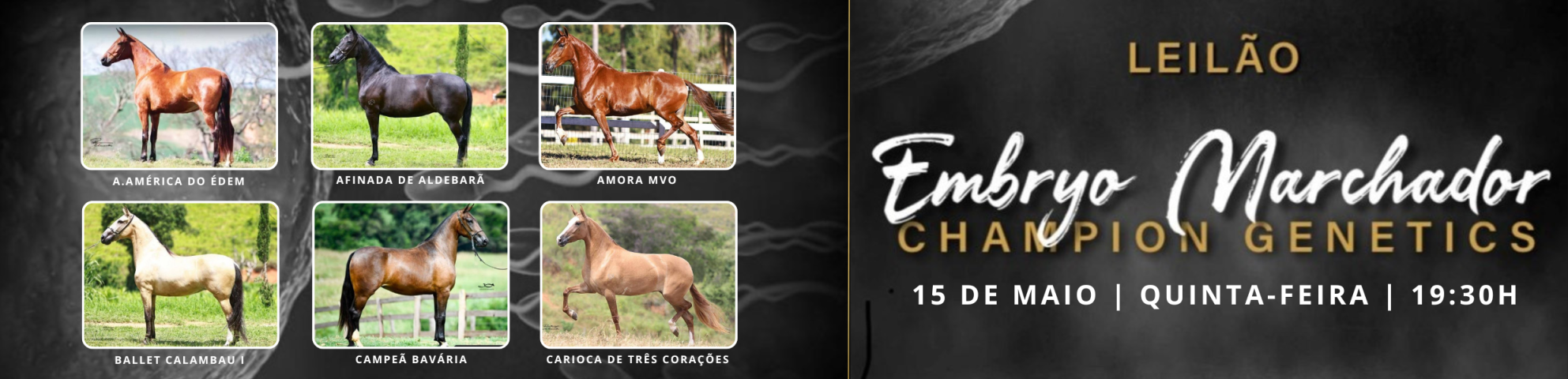 Slide LEILÃO EMBRYO