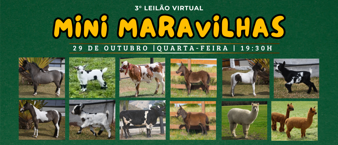 Slide 3° LEILÃO VIRTUAL MINI MARAVILHAS